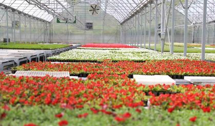 Atıklardan enerji, ısıdan çiçek: Samsun’da çevre dostu dönüşüm örneği