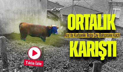 Rize’de Kurbanlık Boğa Çay Bahçesine Kaçtı, Ortalık Karıştı!