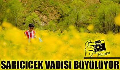 Gümüşhane’de Sarıçiçek Vadisi’nde Büyüleyen Sarı Çiçek Görseli