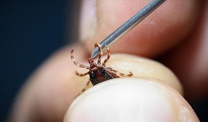 Sivas’ta Kene Kabusu: Can Kaybı 12’ye Yükseldi