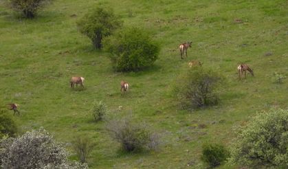 Kızıl Geyikler Doğal Ortamında! İşte O Görüntüler...
