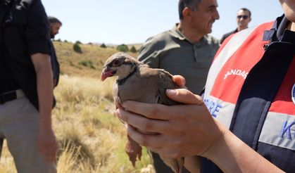 Şimdi Keneler Düşünsün! 400 Keklik Doğaya Salındı...