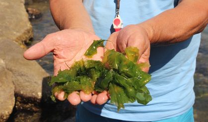Japonların Peşine Düştüğü Şifalı Yosun Giresun Eğrice Plajı’nda Bulundu