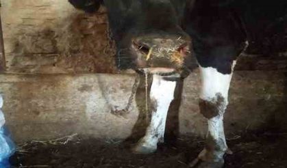 Artvin'de Şap Hastalığı Alarmı! Yasak Geldi...