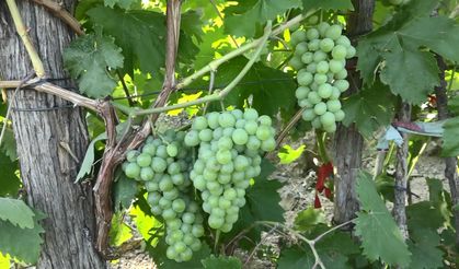 Artvin'de taşınan bağlarda üzüm bereketi