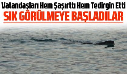 Sahile Kadar Gelen Su Samurları Vatandaşları Hem Şaşırttı Hem Tedirgin Etti