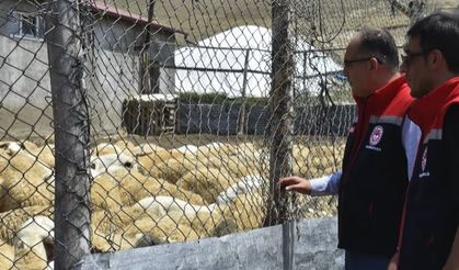 Küçükbaş Hayvancılığa Saha İncelemesi! Yerinde Gözlendi