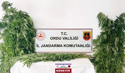 Ordu’da Jandarmadan Kenevir Operasyonu: 3 Tutuklama