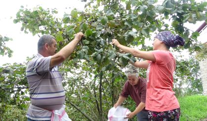 Haydi Bismillah! Giresun’da Fındık Hasadı Başladı