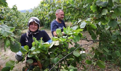 Ordu'daki Projeyle Fındık Dalda Kalmıyor! Üreticiler Memnun...