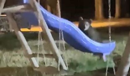Yavru Ayılardan Çocuk Parkında Kaydırak Keyfi