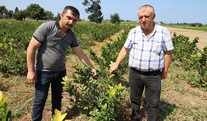 Samsun'da Aronya Üretimi Artıyor! İlk Hasat Zamanı...