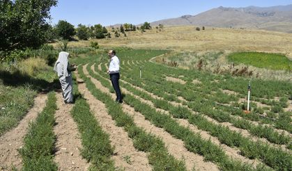 Tarhun Kurutma Tesisi Üreticilere Katma Değer Sağlıyor