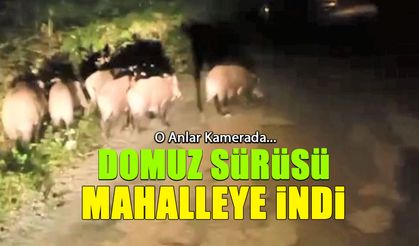 Domuz Sürüsü Mahalleye İndi! İşte O Anlar