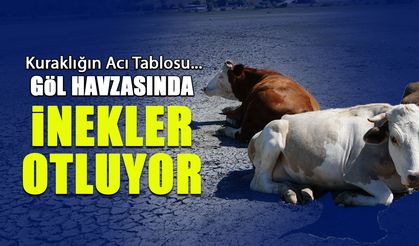 Kuraklığın Acı Tablosu! Göl Havzasında İnek Otluyor
