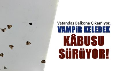 Vampir Kelebek Kabusu Sürüyor! Vatandaş Balkona Çıkamıyor