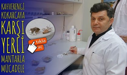 Kahverengi Kokarcaya Karşı Zehirli Mantarlarla Biyolojik Mücadele Başlıyor