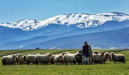 Samsun'da ilk 9 ayda yarım milyon turist konakladı