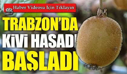 Trabzon’da Kivi Hasadı Başladı: İran Kivisi Fiyatları Düşürüyor