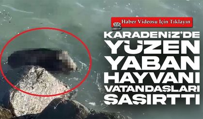 Karadeniz'in Ormanlık Alandan Denize Giren Domuz Kıyıya Yakın Yüzdü, O Anlar Kaydedildi
