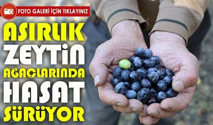 Artvin’de asırlık zeytin ağaçlarında hasat sürüyor: Butko Zeytini coğrafi tescile hazırlanıyor
