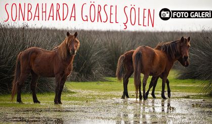 Sonbaharda Görsel Şölen: Kızılırmak Deltası Kuş Cenneti