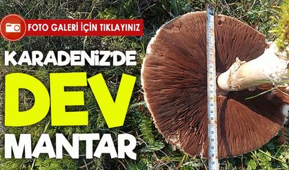 Samsun’da doğada büyüyen dev mantarlar görenleri şaşırttı
