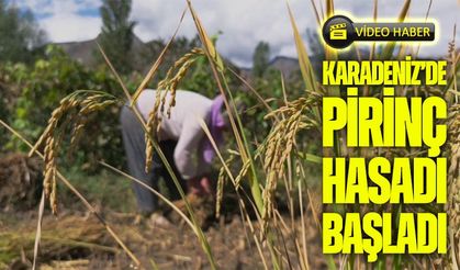 Yusufeli’nde Pirinç Hasadı Başladı: Dağların Arasında Bereketli Topraklar