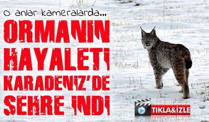 Bayburt’ta vaşak paniği! Yerleşim yerine inen vaşak güvenlik kamerasına yakalandı