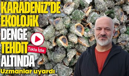 Karadeniz'de ekolojik denge tehdit altında: Deniz salyangozu ve taraklı medüz alarmı