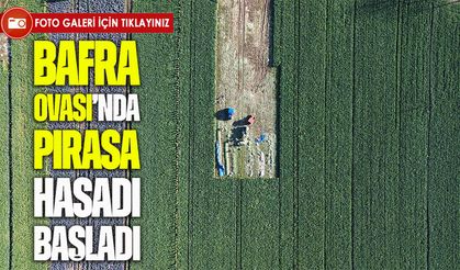 Bafra Ovası’nda Pırasa Hasadı Başladı: Rekolte 28 Bin Tonu Bulabilir