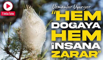 Hem Ağaçlara Hem İnsanlara Zararlı: Samsun’da Çam Kese Tırtılı Alarmı