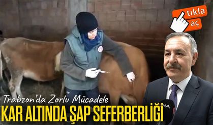 Trabzon’da Kar Altında Şap Aşısı Seferberliği: Ekipler Zorlu Koşullarda Sahada