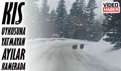 Şavşat’ta Ormanda Görülen Boz Ayılar Kış Ortasında Kameraya Takıldı