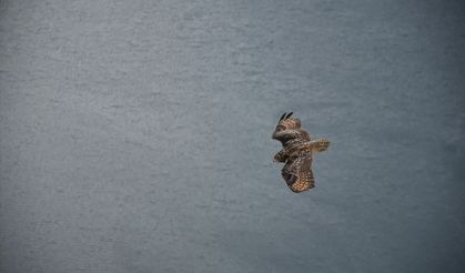 Artvin'de yaralı bulunan puhu tedavisinin ardından doğaya bırakıldı