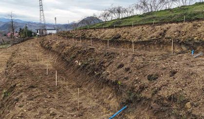 Ordu'da fındıkta verimi arttırmak için yeni teknikler