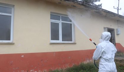 'Kahverengi kokarca' ile mücadele ediliyor