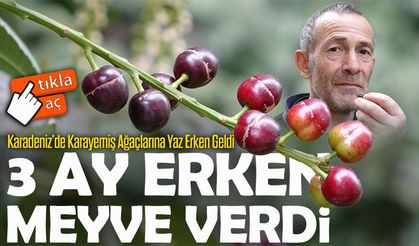 Karadeniz’de Şaşırtan Gelişme: Karayemiş Ağacı Erken Hasat Verdi
