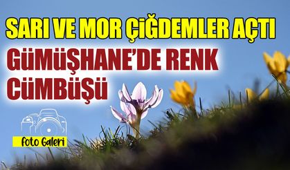 Sarı ve Mor Çiğdemler Açtı! Gümüşhane'de Renk Cümbüşü