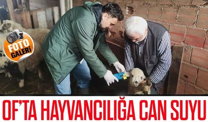 Trabzon Of’ta hayvancılığa destek: Aşılama ve küpeleme yapıldı