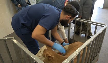 OMÜ Hayvan Hastanesi 2025'te 30 binden fazla vakaya müdahale etti