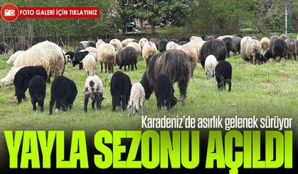 Karadeniz’de asırlık gelenek sürüyor: Yayla göçü renkli görüntüler oluşturdu