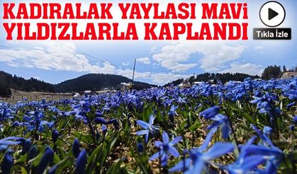 Trabzon’un Kadıralak Yaylası Mavi Yıldızlarla Kaplandı; Mavi Yıldız Çiçekleri Açtı