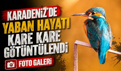 Kızılırmak Deltası’nda Nadir Kuş Türleri Objektife Yansıdı