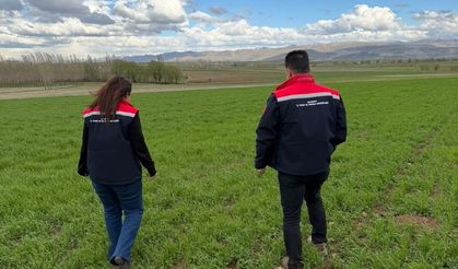 Aydıntepe'de hububat ekili alanlarda hastalık ve zararlı kontrolü yapıldı