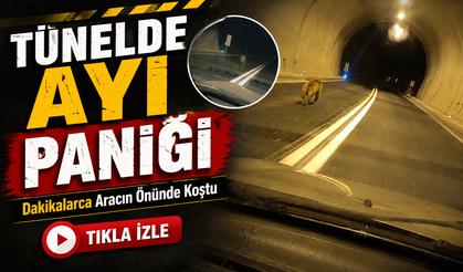 Aracın Önünde Dakikalarca Koştu: Giresun’daki Ayı Görüntüleri Sosyal Medyada Gündem Oldu