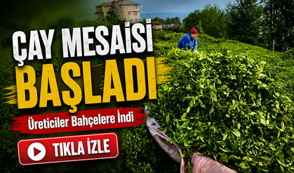 Rize’de Çay Hasadı Başladı! Üreticiler Bahçelere İndi