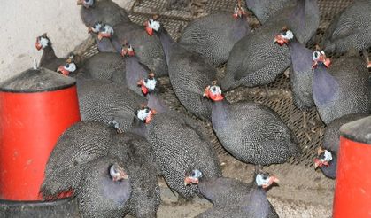 Bölgemizde beç tavukları zararlı böceklerle mücadelede kullanılıyor