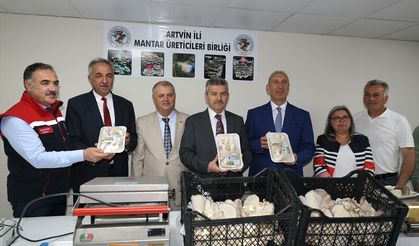 Artvin'deki atıl tünelde üretilen istiridye mantarının bu yılki hasadı yapıldı