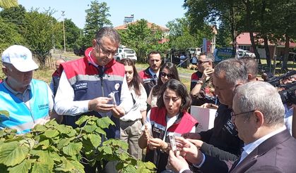 Kahverengi kokarca zararlısı ile biyolojik mücadele için doğaya samuray arıcığı salındı